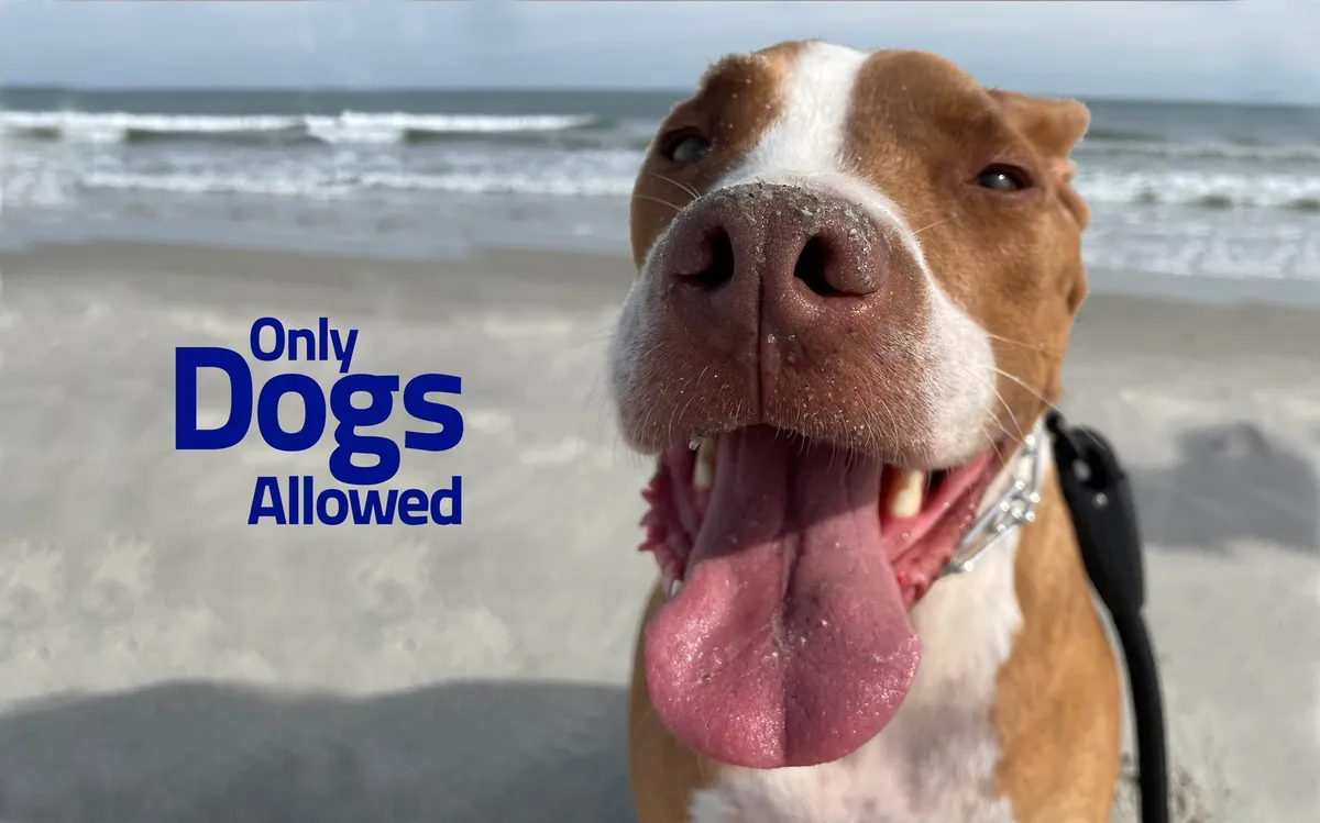 A joyful close-up of a dog's face with a sandy beach and ocean waves in the background. The dog appears to be enjoying playful moments outdoors, emphasizing the pet-friendly nature of the property.